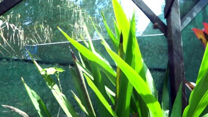 Volière aux papillons - Cacao Guyane