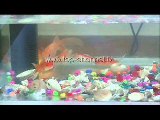 Wake Up, 26/11/2014 - S’ka laborator? Nxënësit e zgjidhin vetë - Top Channel Albania