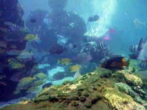 Blonde woman scuba diving scene