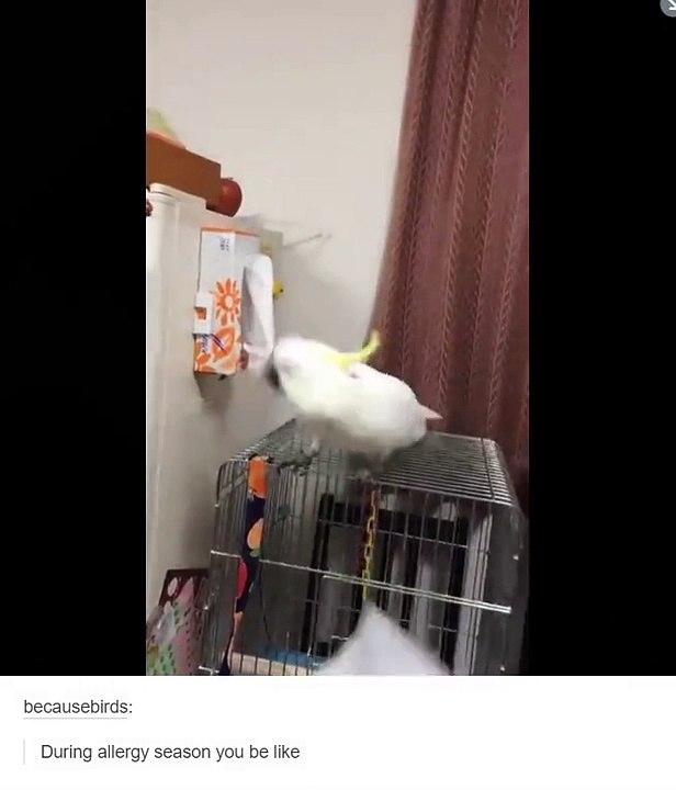 Angry Bird version 2.0 LOl!!!