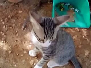 Probably the Funniest Cat Video Youll Ever See