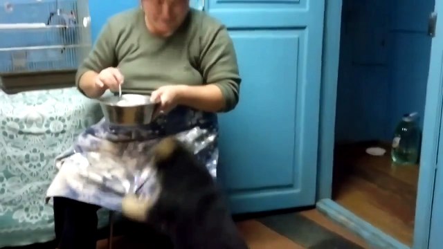Щенок так хотел есть, что заговорил по-человечески