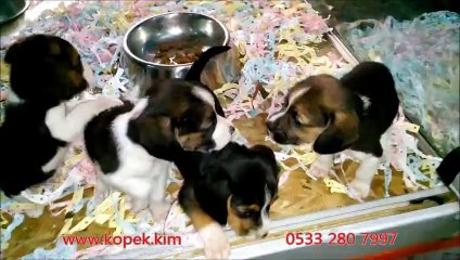 Beagle Yavruları