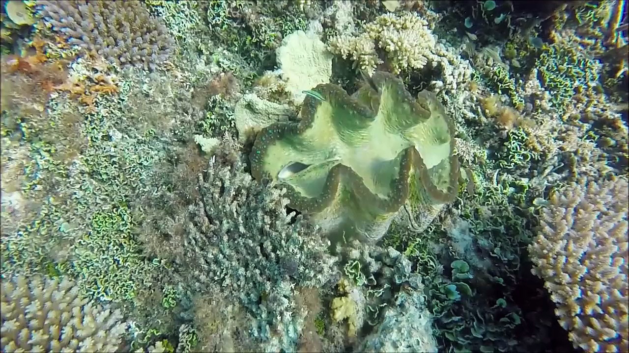 Kwajalein 2015 & jack-zack