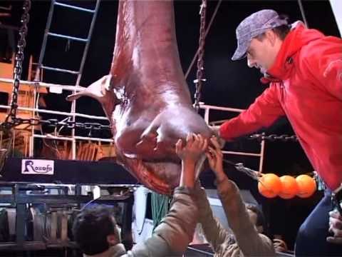 PESHKATARET E SHENGJINIT KAPIN NJE PESHKAQEN ME TE MADH SE 5 METRA DHE MBI 500 KG LAJM