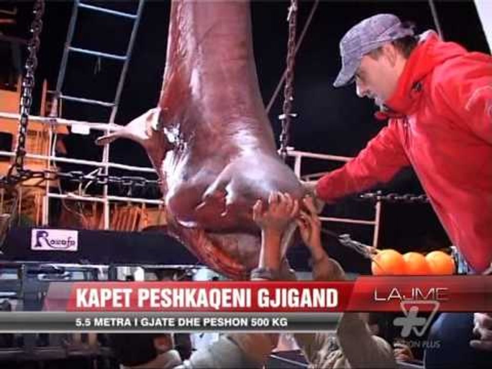 Kapet një peshkaqen 5.5 metra në Adriatik - News, Lajme - Vizion Plus