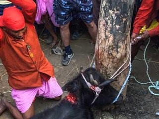 MASAKER NE NEPAL,ME SHUME SE 1 MILION KAFSHE U THEREN GJATE NJE FESTIVALI HINDU LAJM