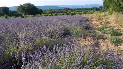 Tangerine Dream- Blue Dawn.