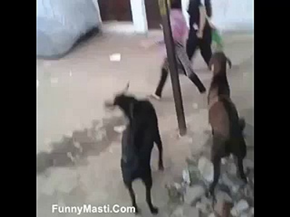 Bakra Ne Liya Ladki Se Badla Very Funny Attack