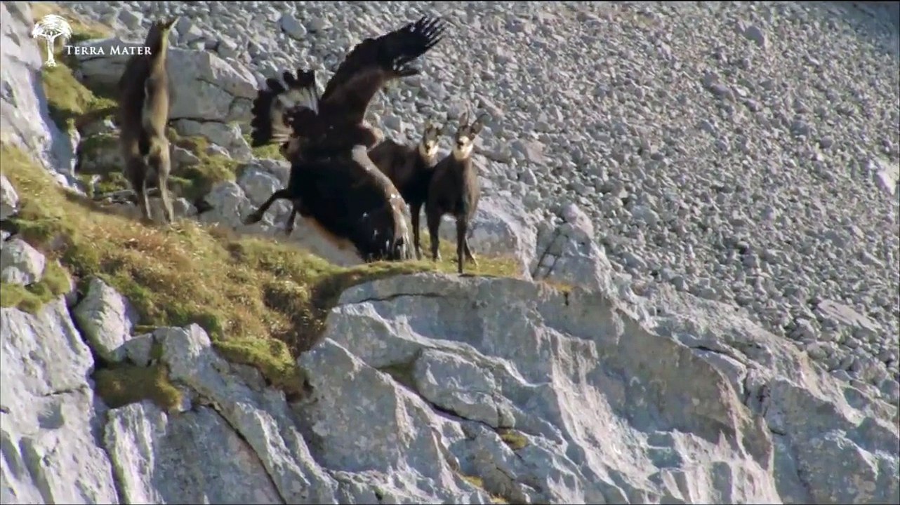 Eagle vs Chamois