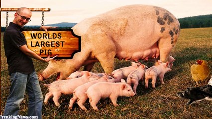 World's 10 biggest animals of All Time NEWS