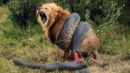 Lion VS Giant Anaconda Snake - Real Fight
