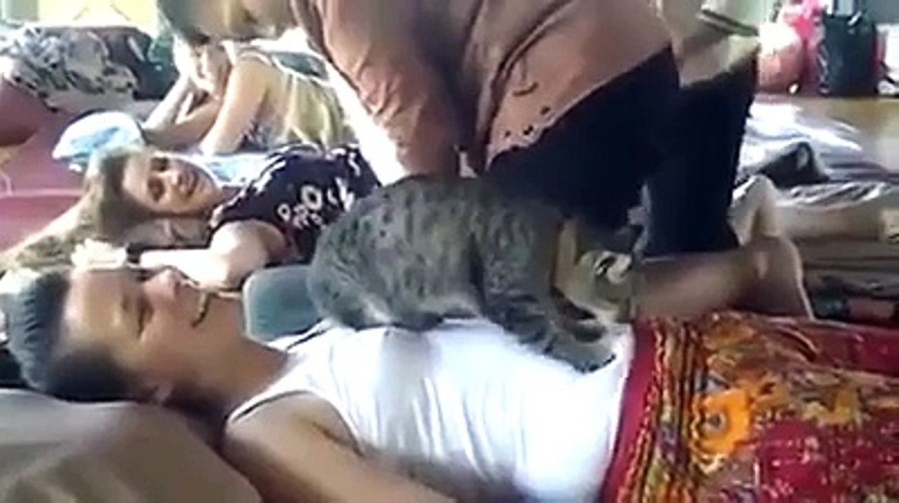 What the Cat is doing