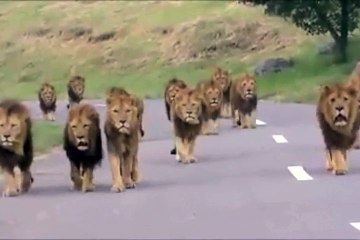 Vomi 2 Veau / Différence