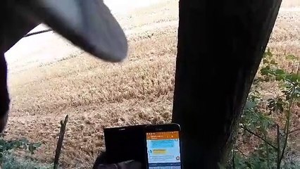 Sanglier à quelques métres sur Treestand