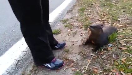 Otter plays like a dog