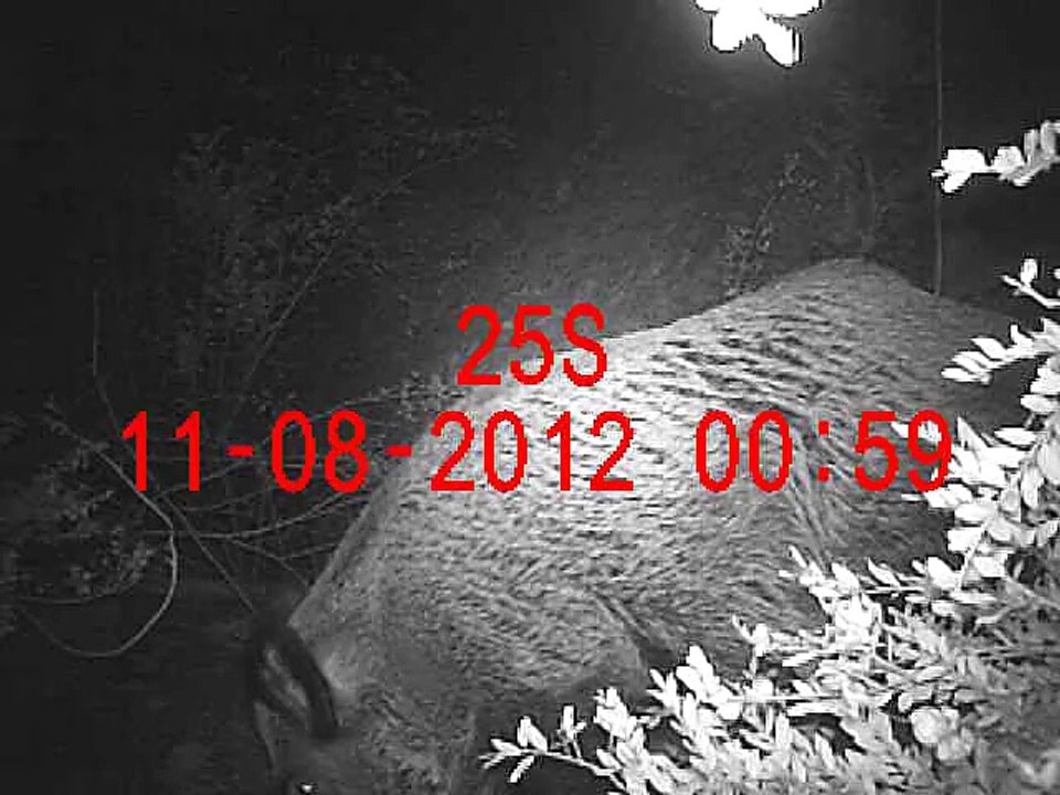 Un gros sanglier au piége photographique