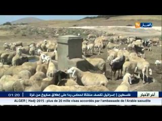 المناطق الاكثر تربية الاغنام بالجزائر