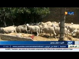 غلاء الأعلاف يتسبب في ارتفاع لأسعار الأضاحي بولاية ميلة