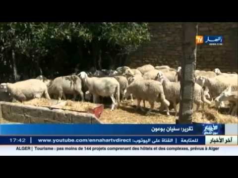 غلاء الأعلاف يتسبب في ارتفاع لأسعار الأضاحي بولاية ميلة