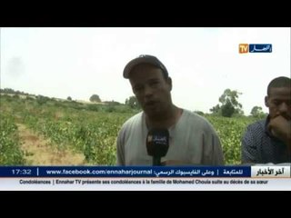 انتاج العنب ..وفرة و نوعية تحتاج المرافقة و الدعم