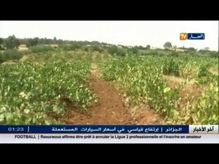 العنب وفرة و نوعية بغليزان برغم من المشاكل التي تعاني منها الفلاحة