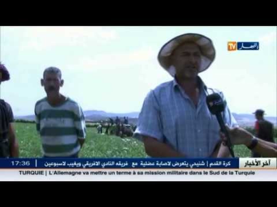 البطيخ الأحمر نشاط فلاحي مزدهر ببلدية تنيرة بسيدي بلعباس