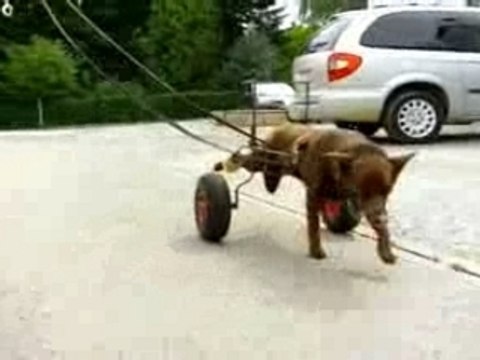 chariot pour berger australien