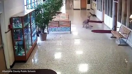 Clumsy deer struggles to stay upright on slippery floors