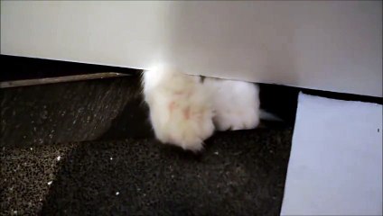 Meet Timo's fluffy paws (while he's playing his favourite game) (1)