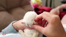 Baby Bunnies Can't Stay Awake