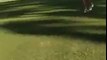 Kangaroo Chases Golfers