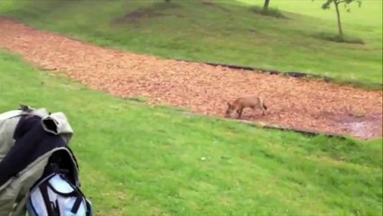 Fox Steals Golf Club Cover