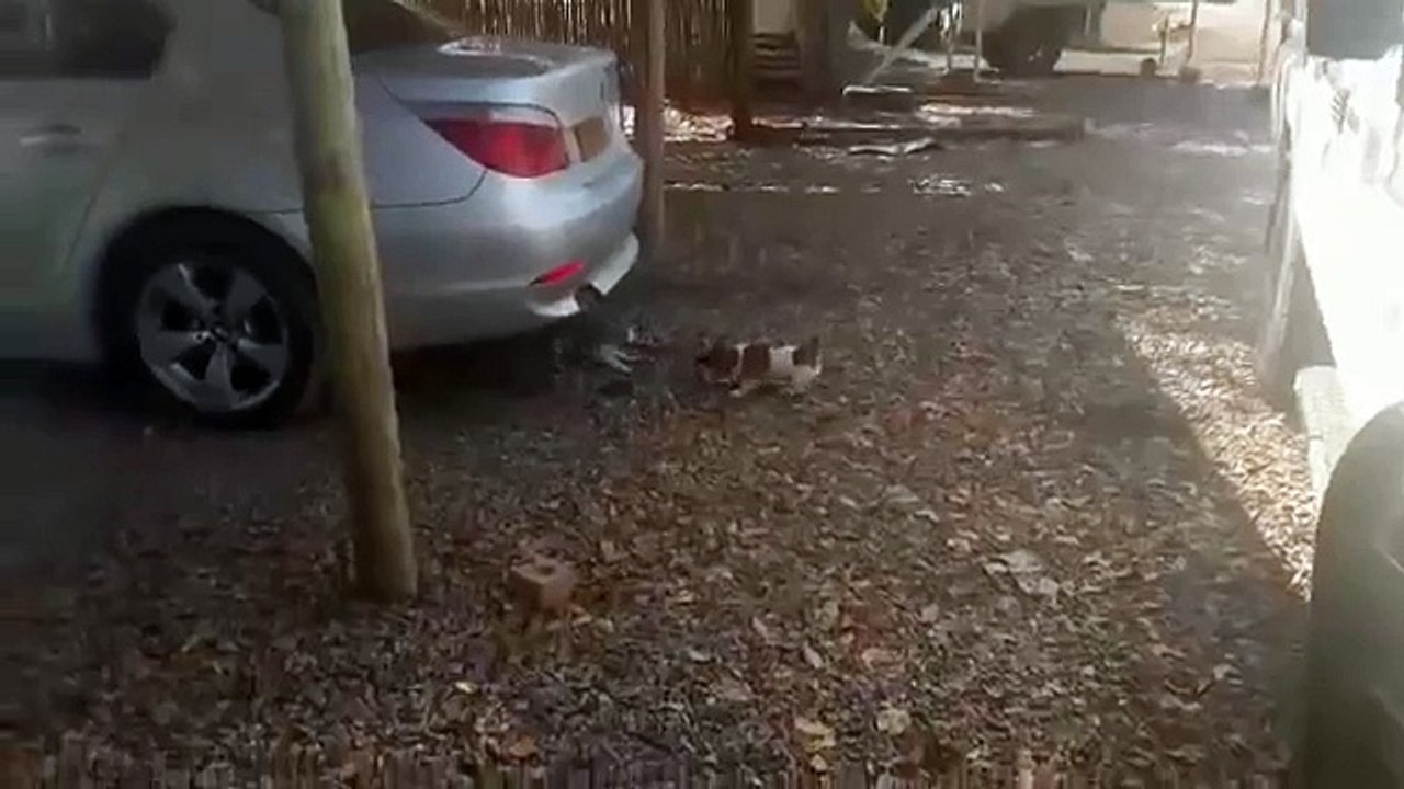 Puppy and kitten engage in epic tug-of-war match