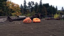 Elephants pulverize giant pumpkins during 2015 Squishing of the Squash