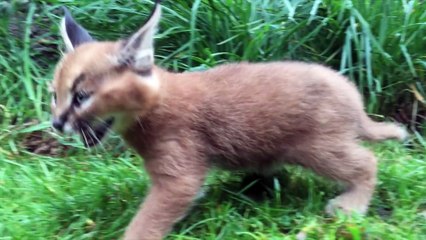6-week-old caracal kittens venture outside with mom