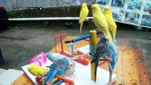 Cara Ternak Dan Budidaya Burung Parkit