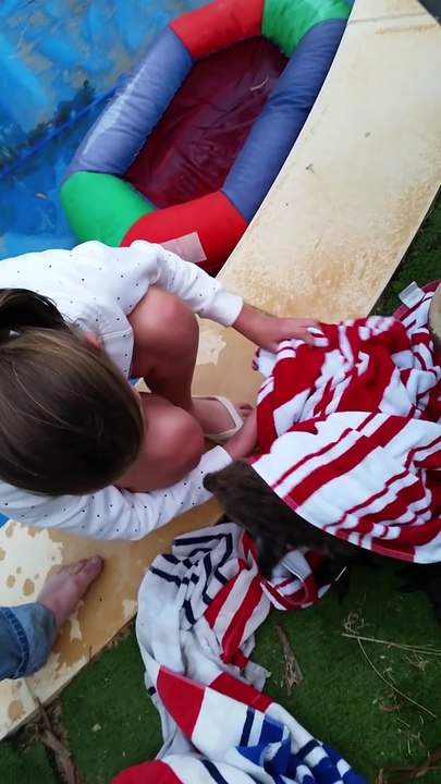 Koala stuck in pool attacks its rescuers