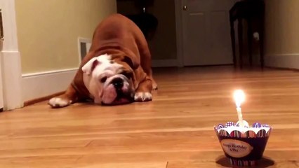 Desi's not so sure about his birthday pup cake!!!