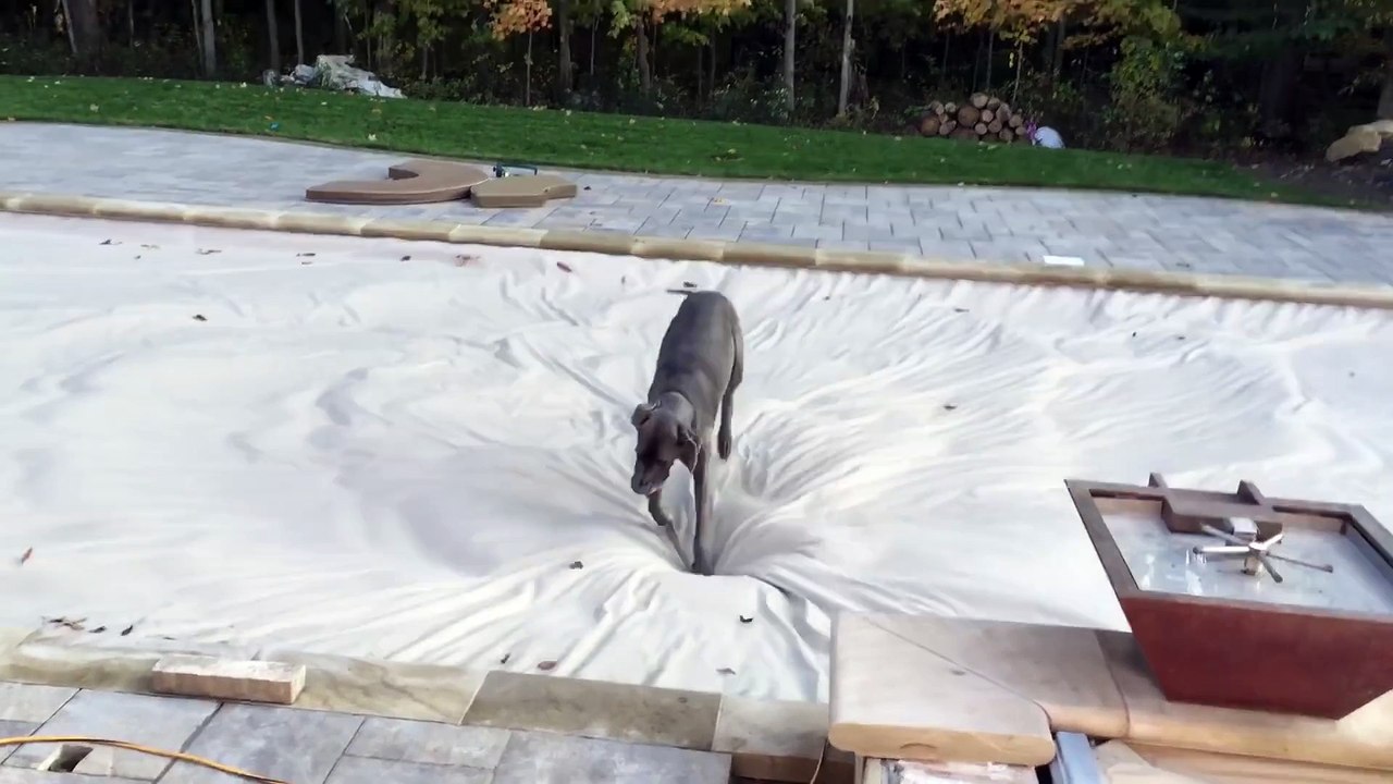 Great Dane -Nessie- Jumps Around on a Covered Pool like a giant waterbed