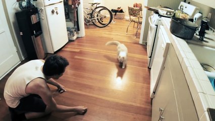Ragdoll cat loves to slide across the floor