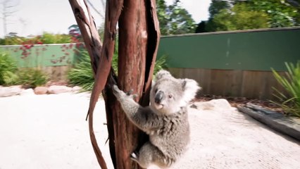 The moment this baby koala climbs up and cuddles cameraman