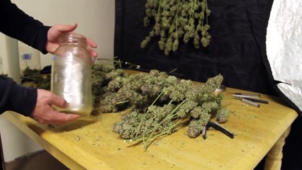 Jarring and Curring Cannabis _ Jarring and Curring Marijuana _ How to Cure Weed _ How to Jar Weed