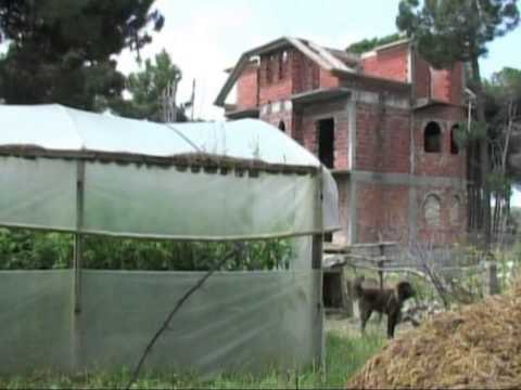 ARREST ME BURG PER ISH ZYRTARET E SHERBIMIT PYJOR TE FIERIT LEJUAN LOKALE NE SEMAN LAJM