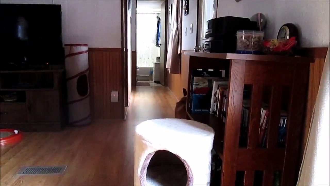 Watson and Gigi rough housing