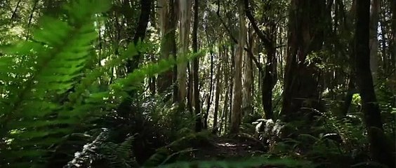 Wonderful Sounds of Nature - music by Brian Eno First Light