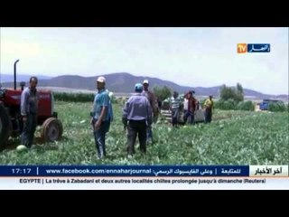 البطيخ الاحمر بولاية سيدي بلعباس يعتبر نشاط فلاحي مزدهر