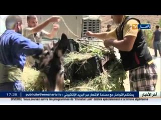 انطلاق عملية جني التين وسط مشاكل عديدة في باتنة