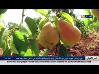 غيليزان: انتاج الايجاص..وفرة تستوجب الدعم والمرافقة