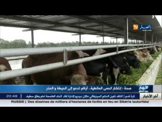 إنتشار الحمى المالطية أرقام تدعو إلى الحيطة و الحذر